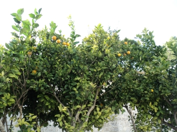 photo 964859
