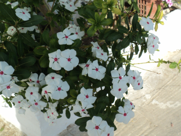 photo 1147813