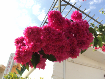 photo 1147815