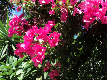 photo 1217145