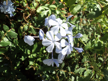photo 1217148