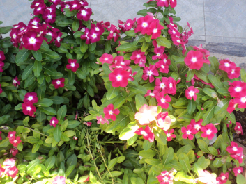 photo 1262043