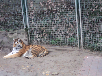 photo 1271147