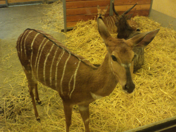 photo 1271153
