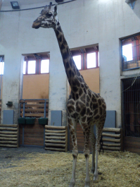 photo 1271154