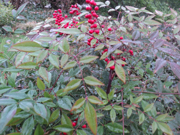 photo 1271611