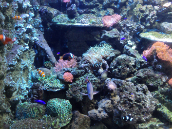 photo 1271612