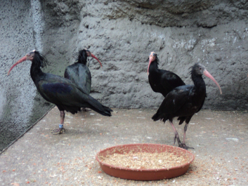 photo 1271613