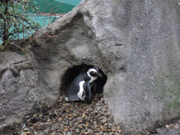 photo 1271615