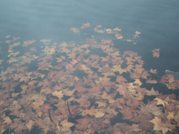 photo 1272557