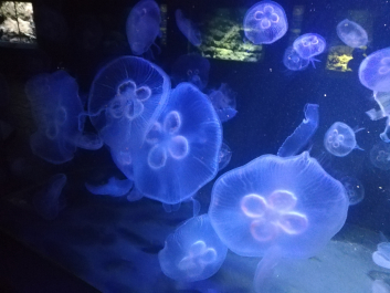 photo 2046213