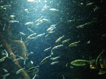 photo 2046214