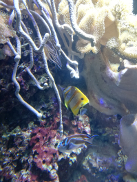 photo 2046784