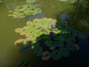 photo 2059970