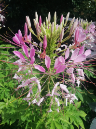 photo 2063217