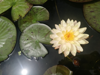 photo 2064235
