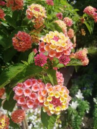 photo 2065179