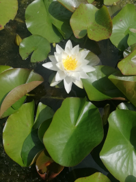 photo 2065181