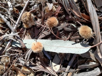 photo 2120641