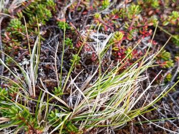 photo 2145840