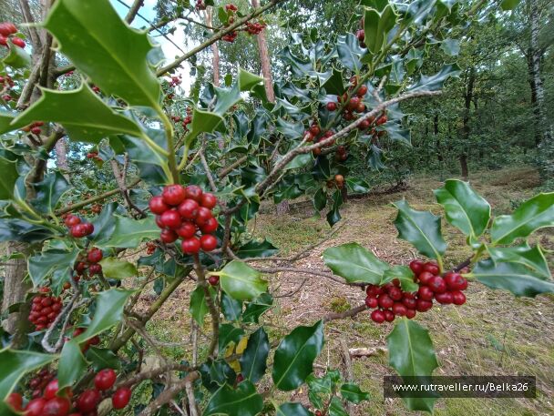 photo 2154067