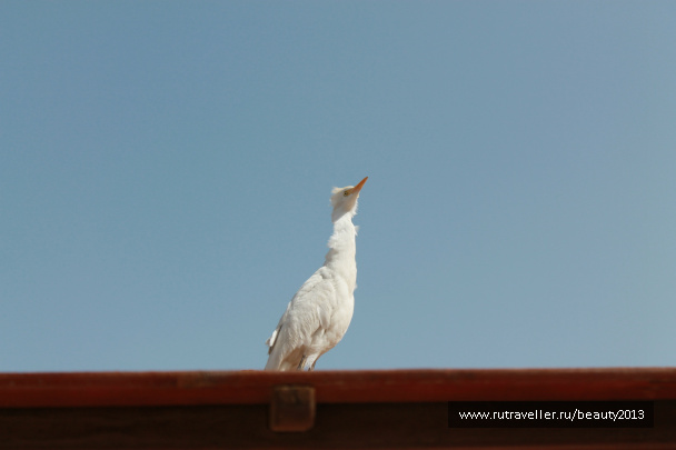 photo 305381