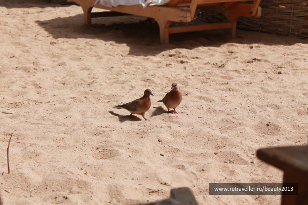 photo 305382