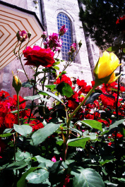 photo 351988