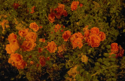 photo 645324