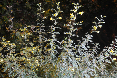 photo 645326