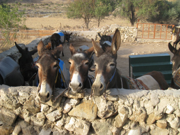 photo 65758