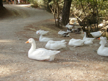 photo 507222