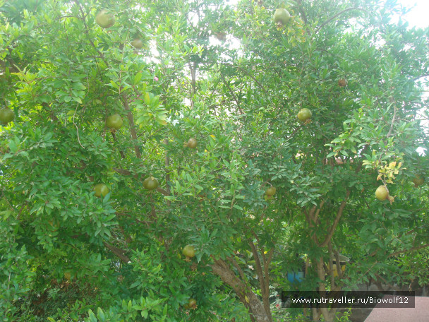 photo 194325