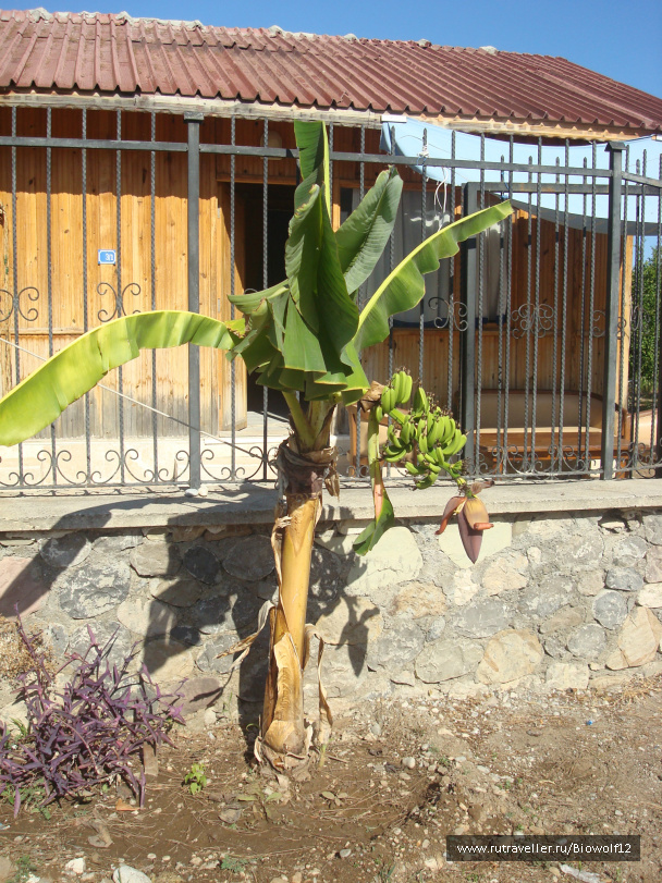 photo 194352