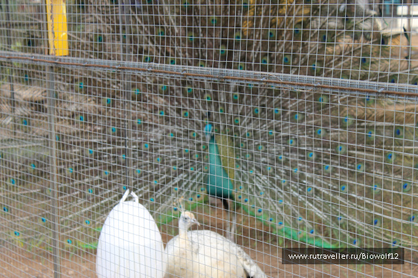 photo 292664