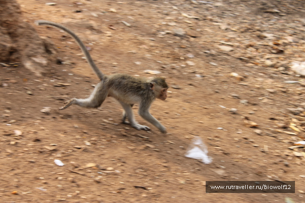 photo 292669