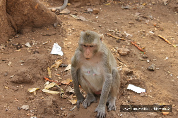 photo 292670