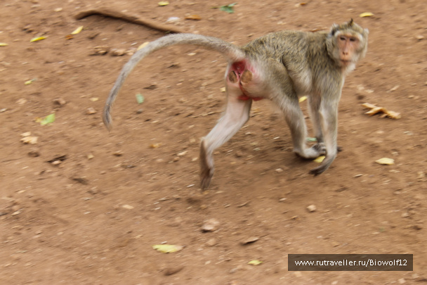 photo 292671
