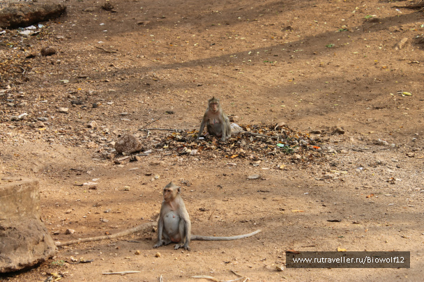 photo 292673
