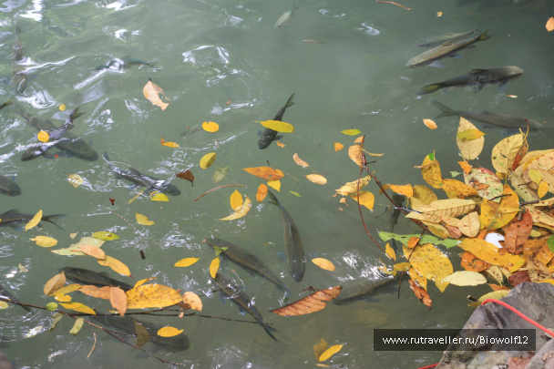 photo 292683