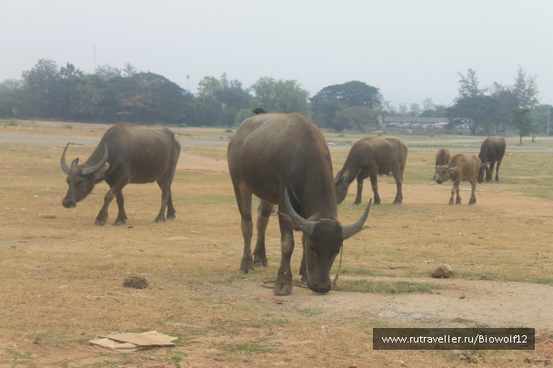 photo 292693
