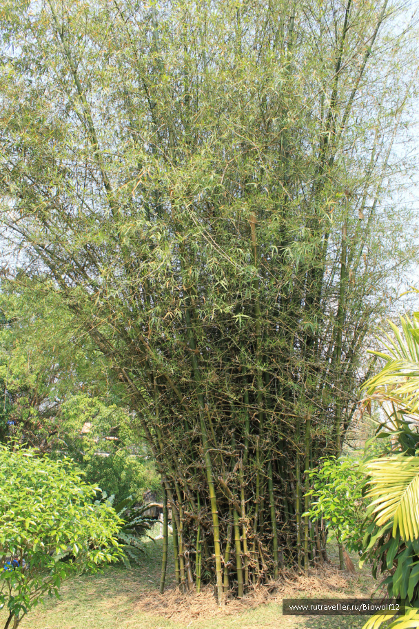 photo 292725