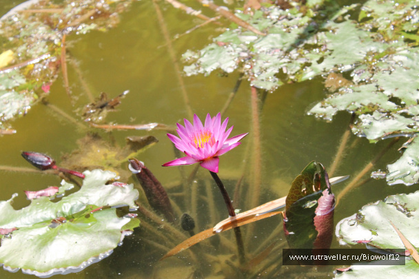 photo 292737