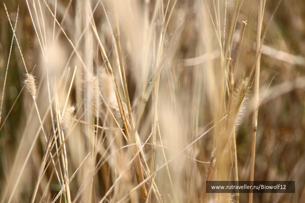 photo 667625