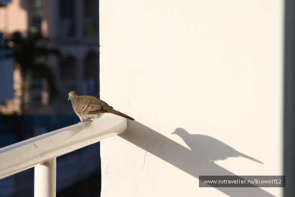 photo 667682