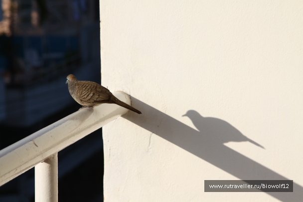 photo 667684