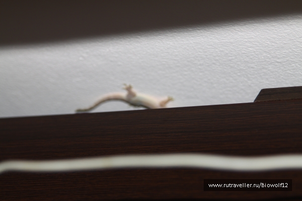 photo 667744