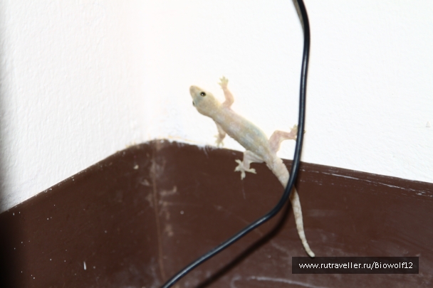 photo 667851