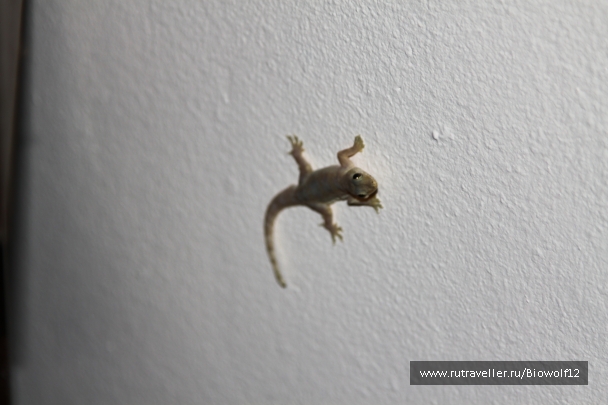 photo 667852