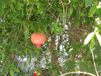 photo 801782